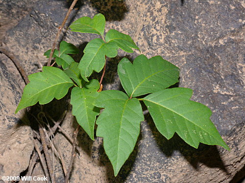 Poison-Ivy:

red stem with three leaflets can be smooth or toothed, pointed or rounded, and glossy or dull. Leaflets have hairs, symmetrical center leaflet on a longer stem with asymmetrical side leaflets. Typically deep glossy green or bright “neon” green. Woody, ropey, vine. Aerial roots.