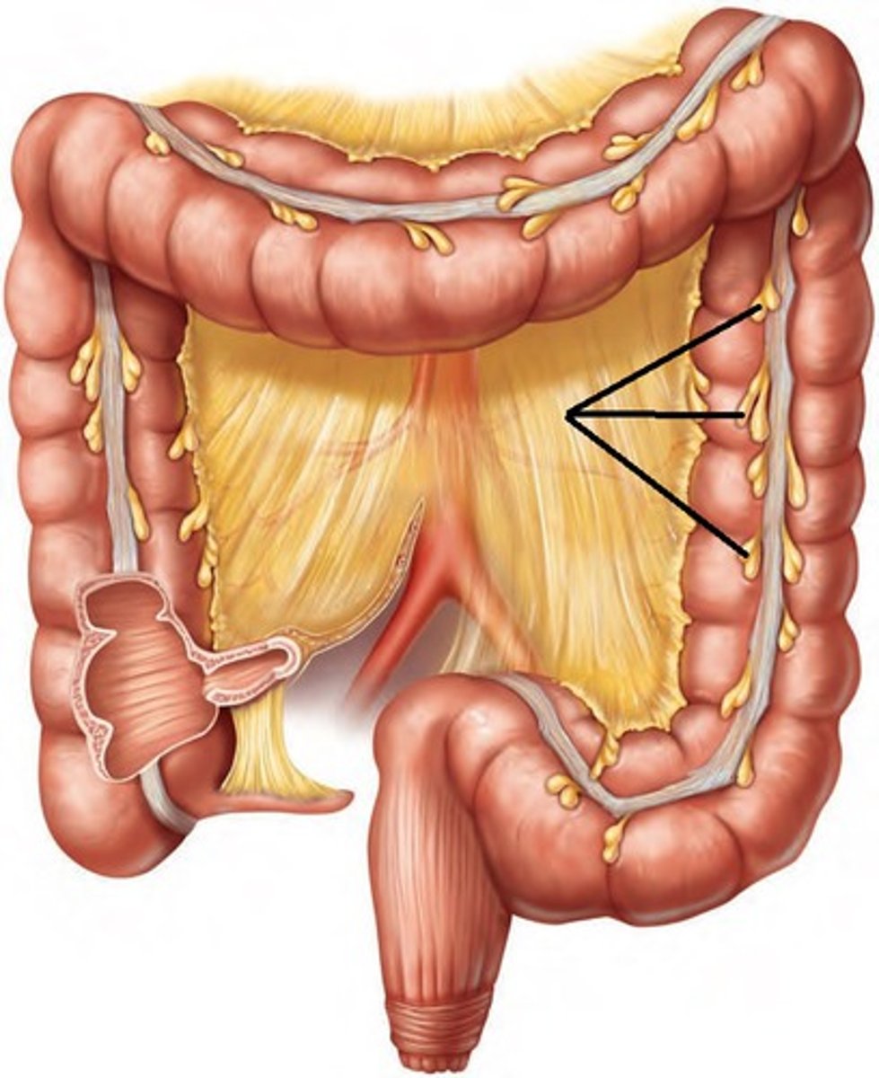 <p>Sacs filled with fat hanging from the teniae coli</p>