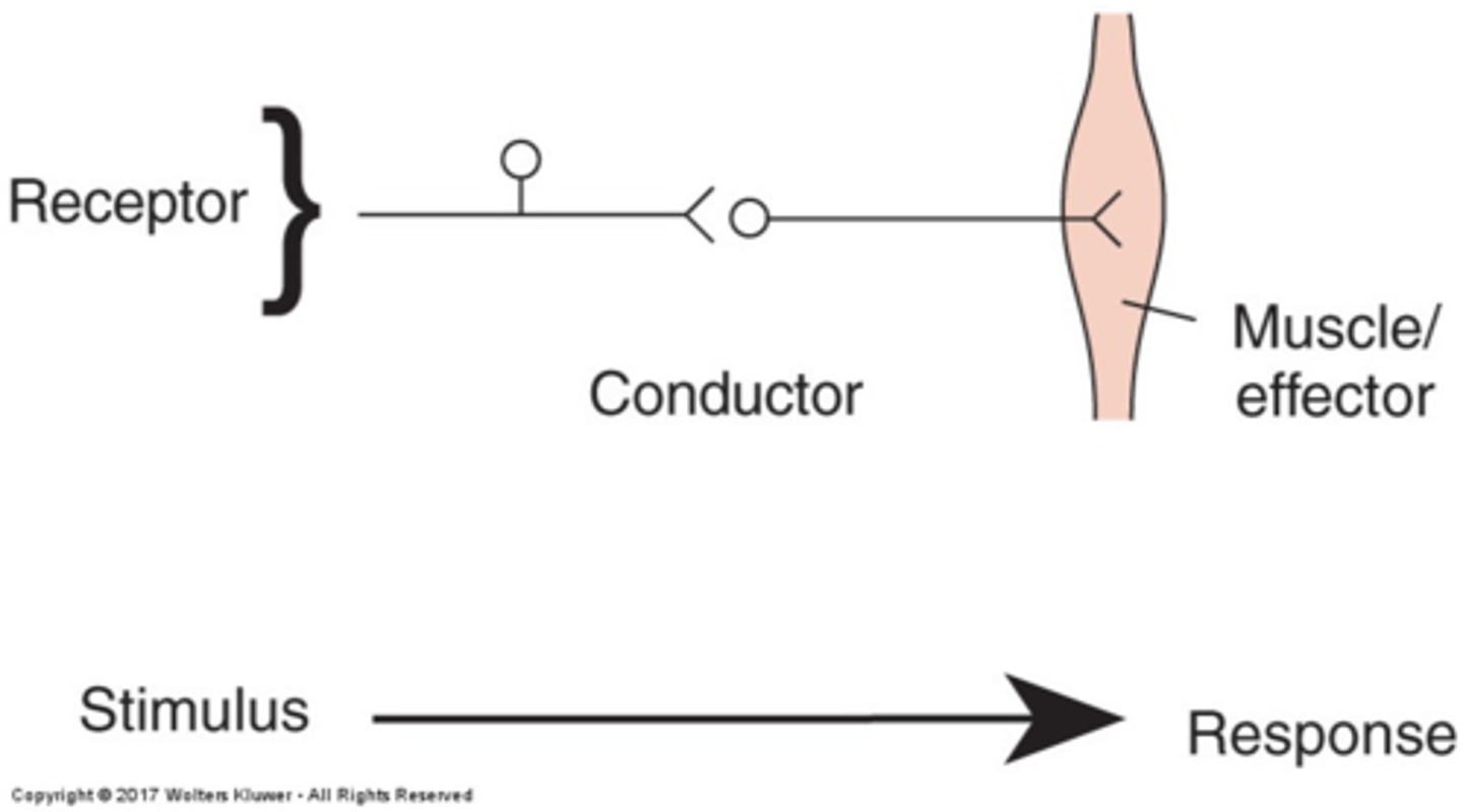 <p>all movements are based on simple reflexes + there's a stimulus that causes a response</p>