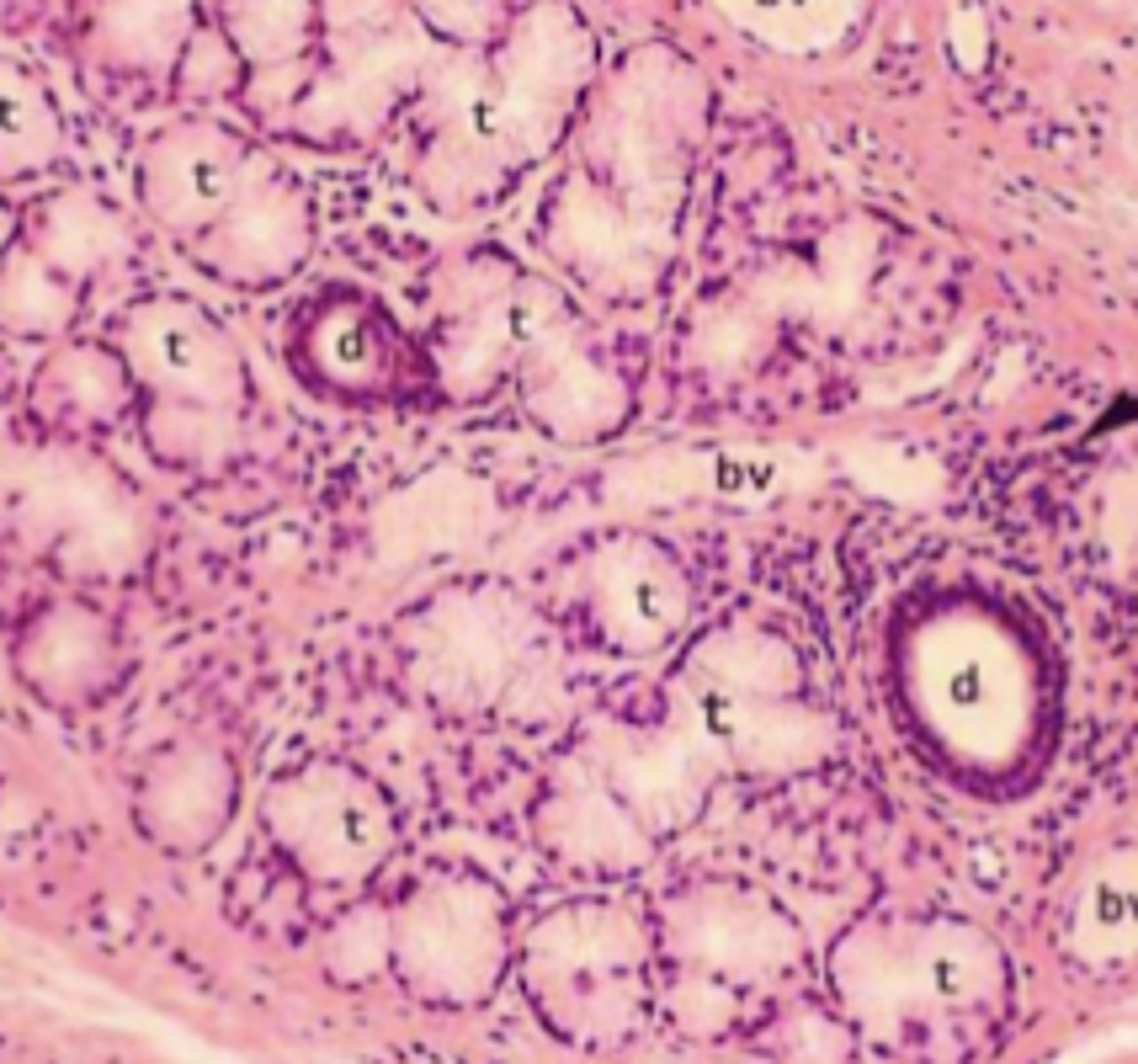 <p>what type of glands are shown</p>
