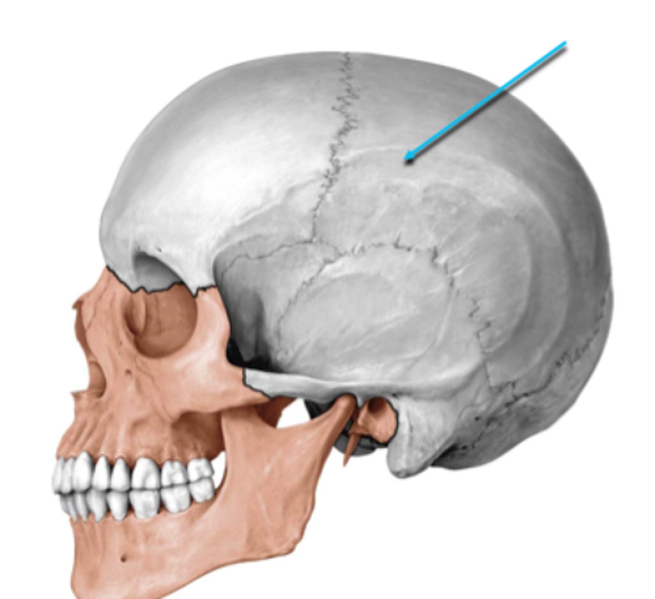 <p>houses the brain, meninges, supporting vasculature, and cranial nerve nuclei and associated fibers until they exit</p><p>"cranial vault"</p>