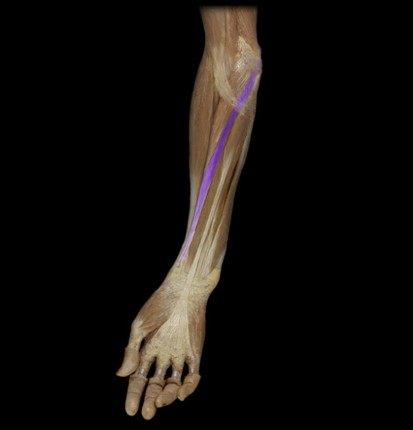 <p>next to it laterally is brachioradialis, next to is medially is palmaris longus, flexion and abduction @ wrist</p>