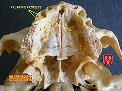 <p>A projection of the maxillae “palate”</p>