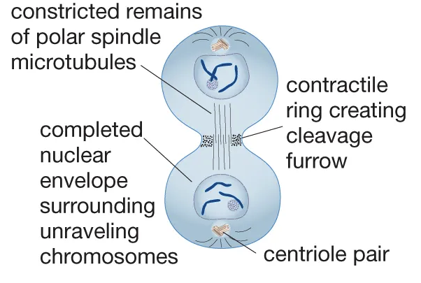 <p>What phase is this?</p>