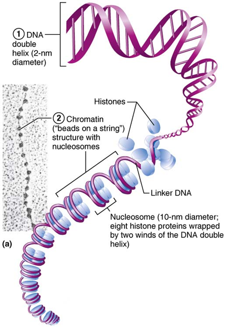 <p><span>Consists of 30% threadlike strands of DNA, 60% histone proteins, and 10% RNA</span></p><p><span>Arranged in fundamental units called nucleosomes, which consist of DNA wrapped around histones</span></p><p><span>Histones help regulate gene expression</span></p>