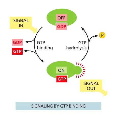 <ul><li><p>G alpha subunit are molecular timers because they have intrinsic GTPase activity</p></li><li><p>The active, GTP-bound G-alpha subunit hydrolyses the GTP to GDP</p></li><li><p>In this way the G-alpha subunit inactivates itself with a certain delay</p></li></ul><p></p>