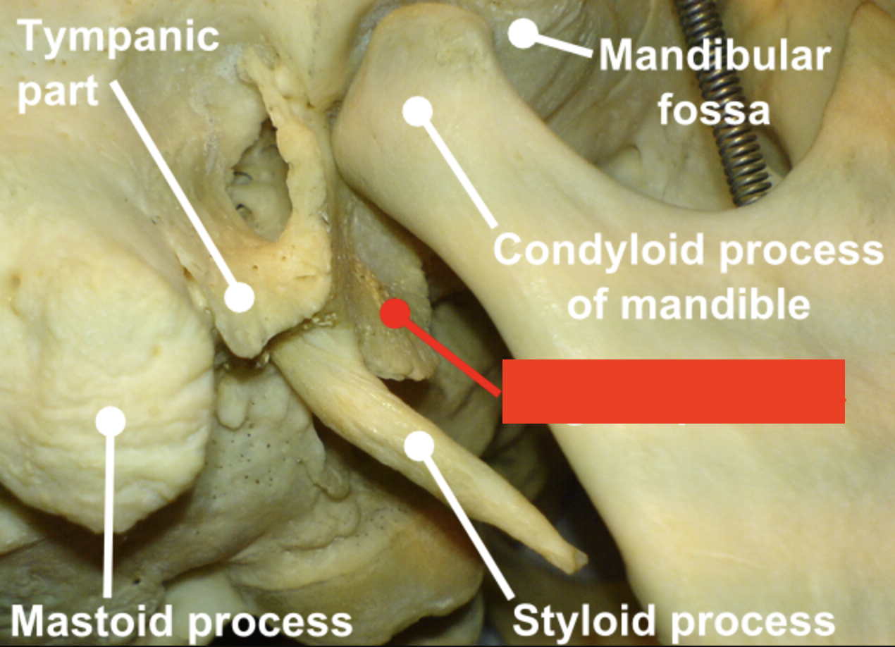 <p>ensheaths the base of the styloid process (red box in image)</p>