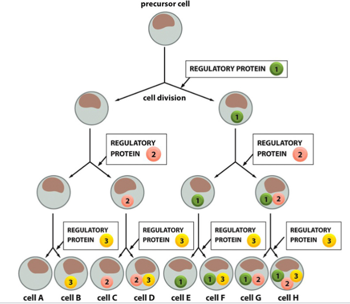 <p>a few transcription regulators can combine in different combinations → form many different cell types</p><p>a few regulators in different combinations can control expression of a larger number of genes with shared regulatory sequences</p><p>different combination of regulators = different genes expressed</p>