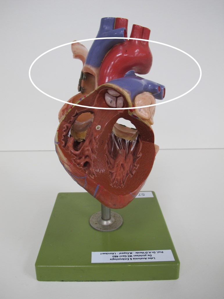 <p>deel van hart</p>