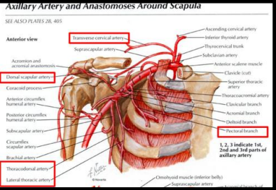 <p>Suprascapular artery and dorsal scapular artery</p>