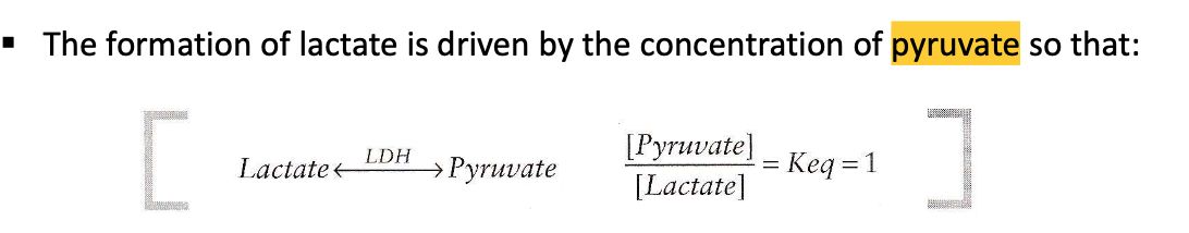 <p>pyruvate and coenzyme NADH.</p>