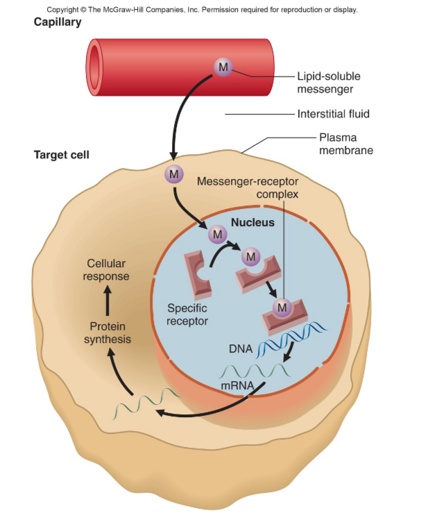 <p><strong><mark data-color="unset" style="background-color: unset; color: inherit;">a cell's external signal activates intracellular signaling pathways that modify transcription factors, ultimately changing the expression of specific genes to produce a cellular response</mark></strong><span>. This begins with a </span><strong>ligand (signal) binding to a receptor</strong><span>, triggering a </span><strong>intracellular cascade</strong><span> of molecular events, often involving second messengers. This cascade leads to the </span><strong>activation or modification of transcription factors</strong><span>, which then move to the nucleus to </span><strong>initiate or suppress the transcription of specific genes</strong><span>, altering the cell's function or behavior</span></p>