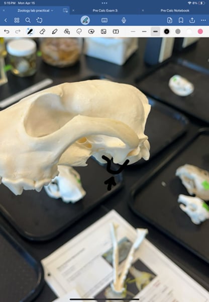 <p>concave part of the hinge joint for the jaw, in the temporal bone with the joint called temporomandibular joint</p>