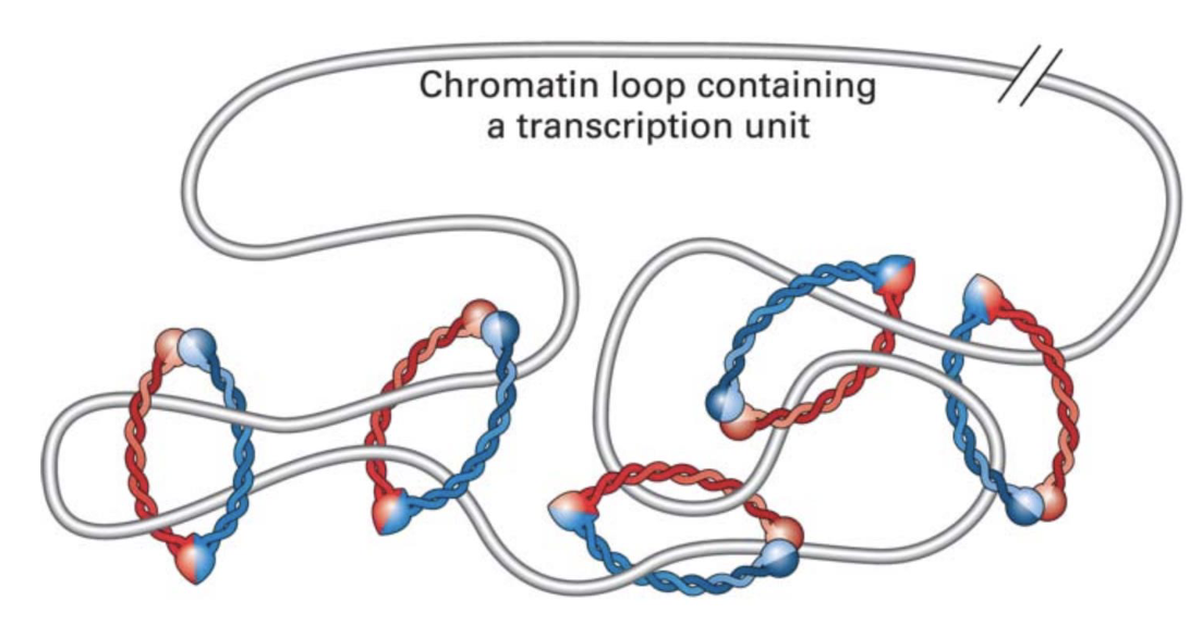 <ul><li><p><strong>SMC proteins</strong> help hug/encircle DNA to form <strong>loops</strong></p><ul><li><p>they slide along DNA/chromatin to make the loops larger or shorter</p></li></ul></li></ul><p></p>
