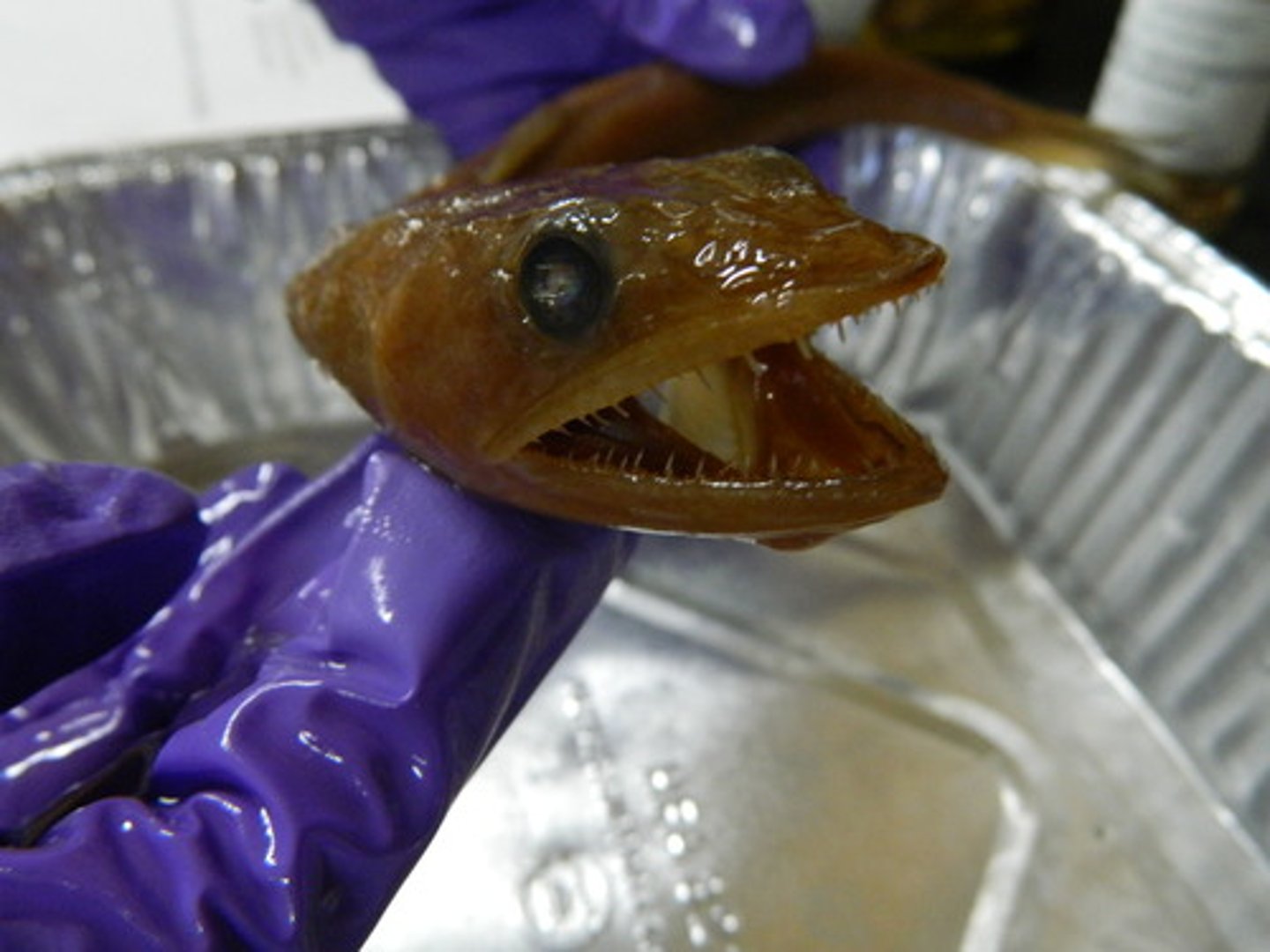<p>lizardfishes</p>