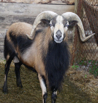 <p>light to reddish coat color. black facial markings and black bellies, legs and chest. american are horned. barbados are polled. american develped by cross breeding mouflon and barbados blackbellies. no wool. do well in warmer climates. females are capable of breeding off season. lean meat, milk flavor.</p>