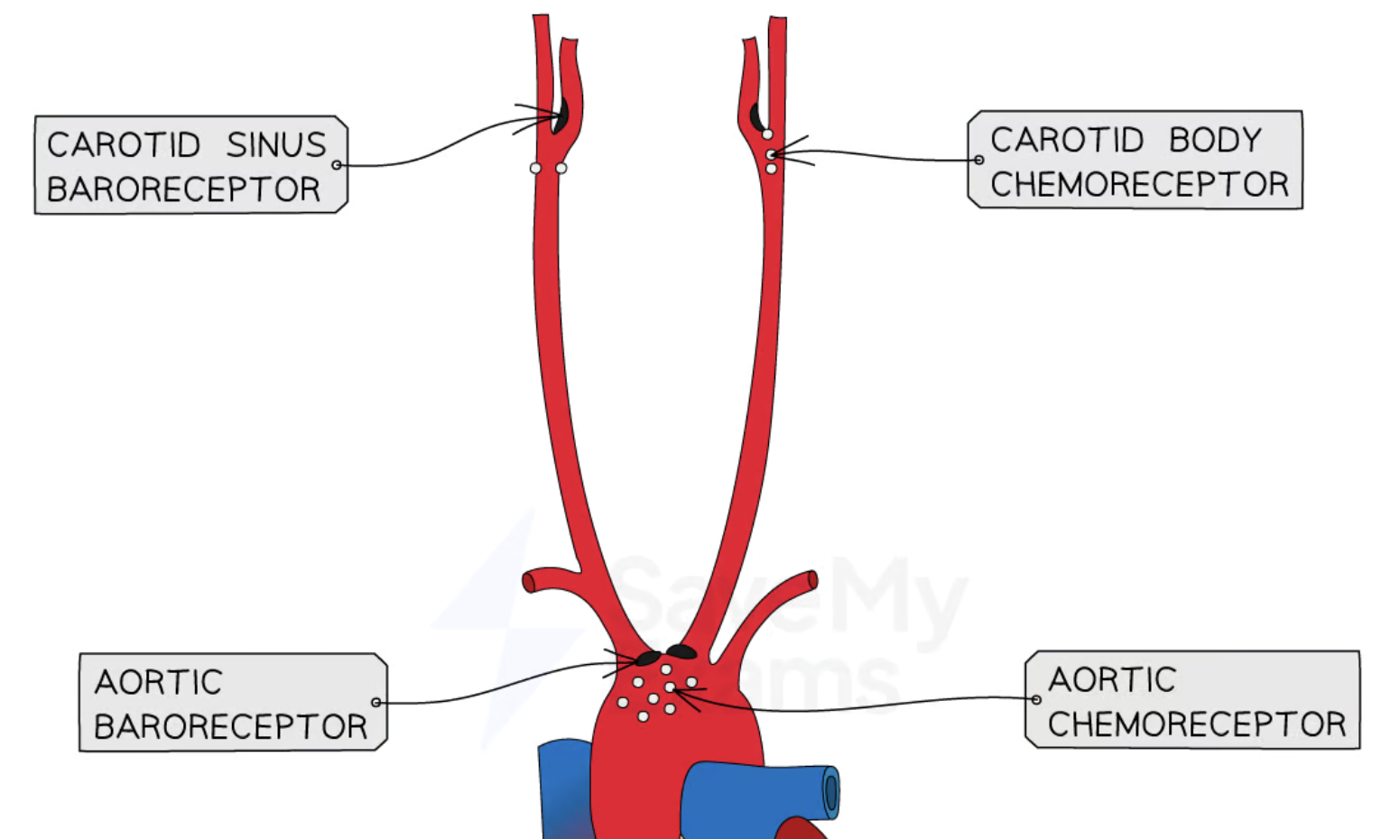 <p>Location of chemoreceptors</p>