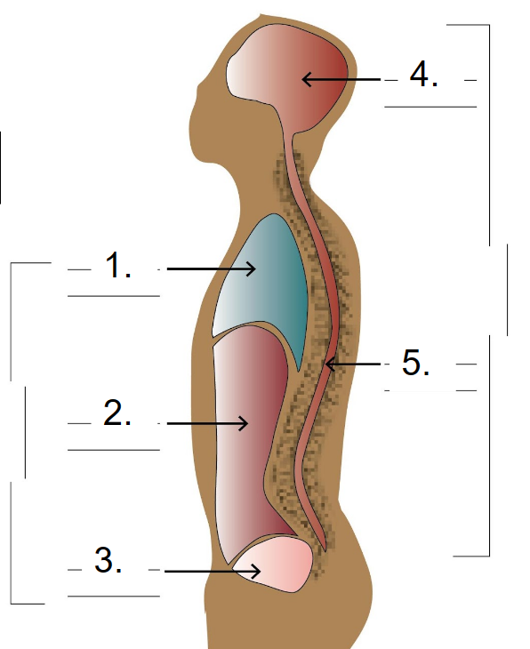 <p>1. Thoracic-heart, lungs</p><p>-Mediastinum-heart, bronchi, esophagus, thymus</p><p>-Pericardial-heart</p><p>-Pleural-lungs</p><ol start="2"><li><p>Abdominal-liver, spleen, intestines, kidneys, stomach</p></li><li><p>Pelvic-intestines, urinary bladder, sex organs</p></li></ol>