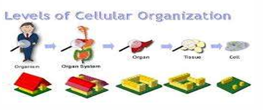 <p>What is this in the Characteristics of Life?</p>