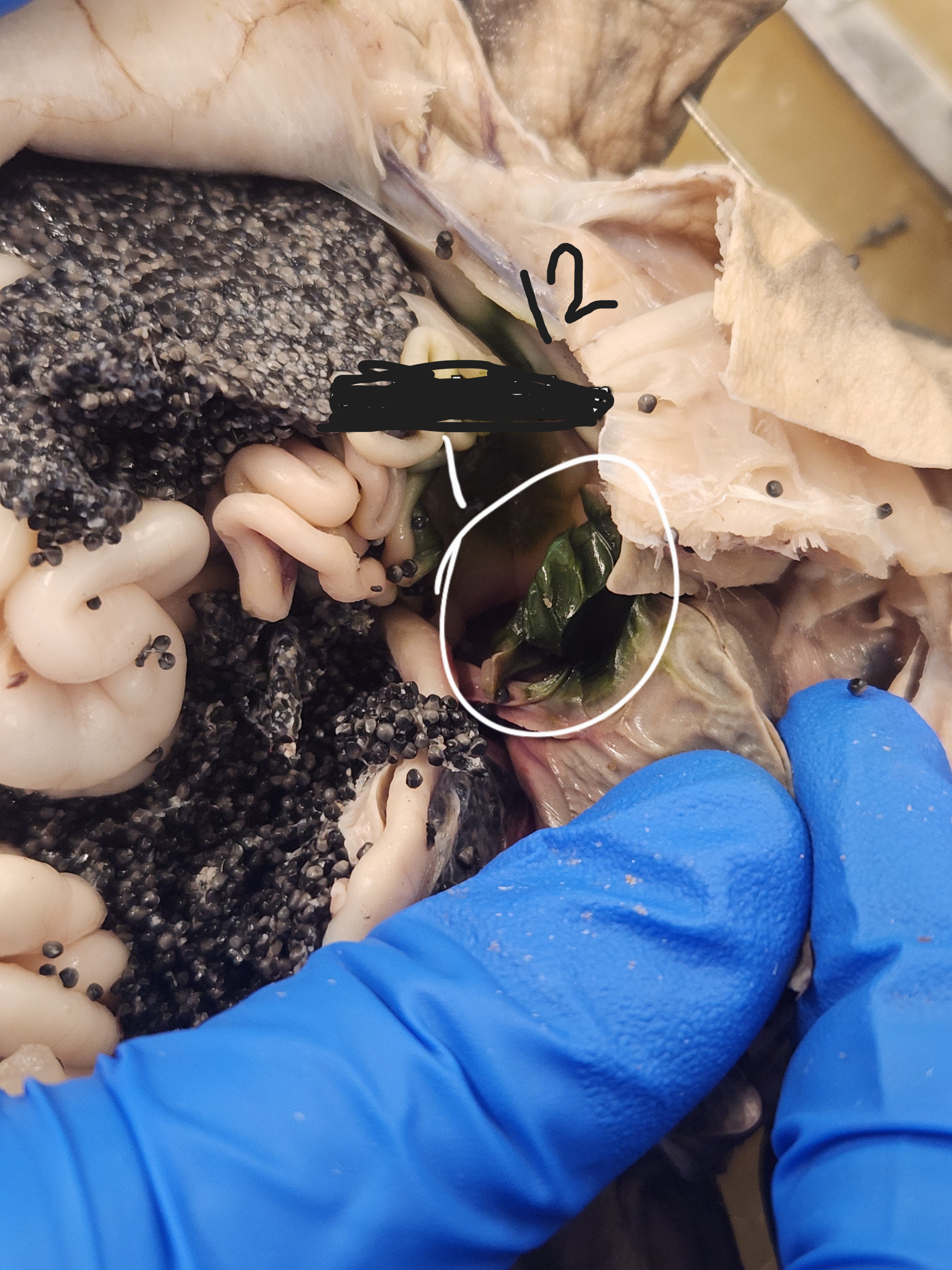 <p>What is option 12</p>