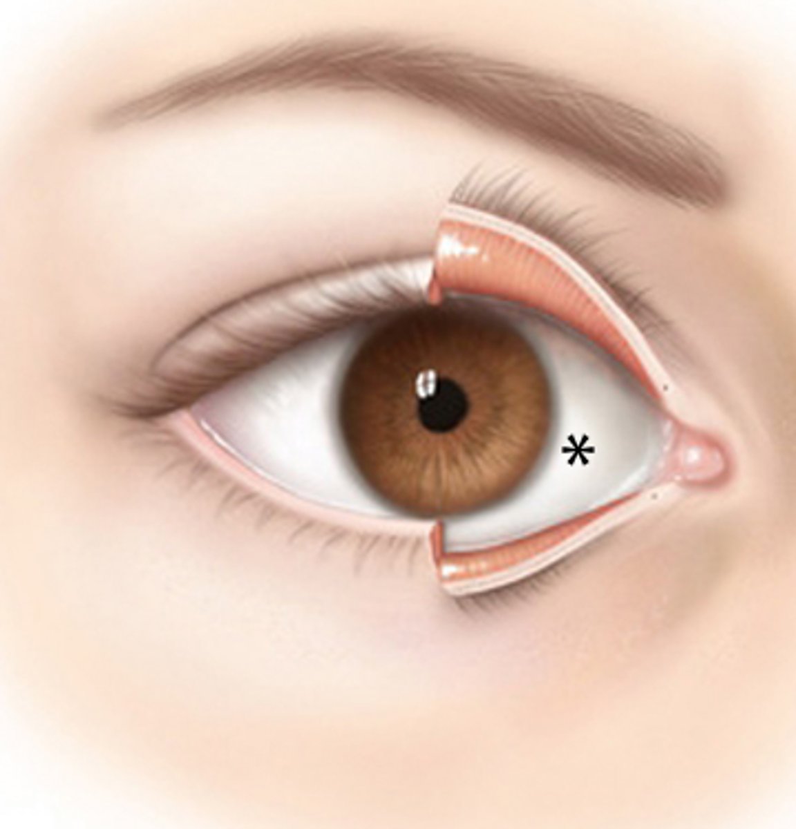 <p>covers the sclera</p>