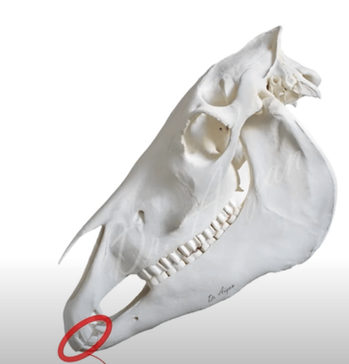 <p>What muscle covers this area?</p>