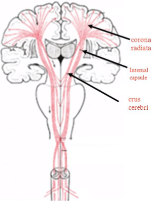 <p><span style="color: rgb(0, 0, 0);">Deeper to the cortex, these fibers are arranged radially as the <strong>corona radiata.</strong></span></p><p></p><p>Then gather together into the <strong>internal capsule</strong> (between the thalamus and basal ganglia).</p><p></p><p>From there, they go down through:</p><ul><li><p>The <strong>crus cerebri</strong> (in the midbrain)</p></li><li><p>The <strong>pons</strong></p></li><li><p>The <strong>pyramids</strong> of the medulla</p></li></ul><p></p>