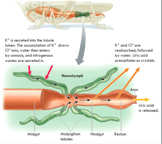 <ul><li><p>have a closed proximal end immersed in hemolymph</p></li><li><p>distal ends empty into the gut&nbsp;</p></li><li><p>tubules secrete K+ into the lumen of the proximal segment, which draws in Cl- from the hemolymph</p></li><li><p>water follows the KCl</p></li><li><p>uric acid is secreted into the tubule</p></li><li><p>when fluid reaches the hindgut K+ and Cl- are reabsorbed, followed by water</p></li><li><p>uric acid precipitates as crystals released with feces</p></li></ul><p></p>