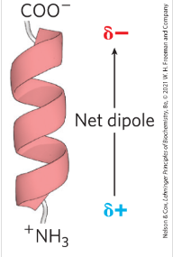 <p>the small electric dipole in which a positive charge is found towards the N-terminus and negative Charge towards C terminus of the helix. leading to more negatively charged amino acids being found in N terminus (Stabilizing the positive charge of the helix and more positively charged amino acids found in C terminus (stabilizing the negative charge of the helix)</p>