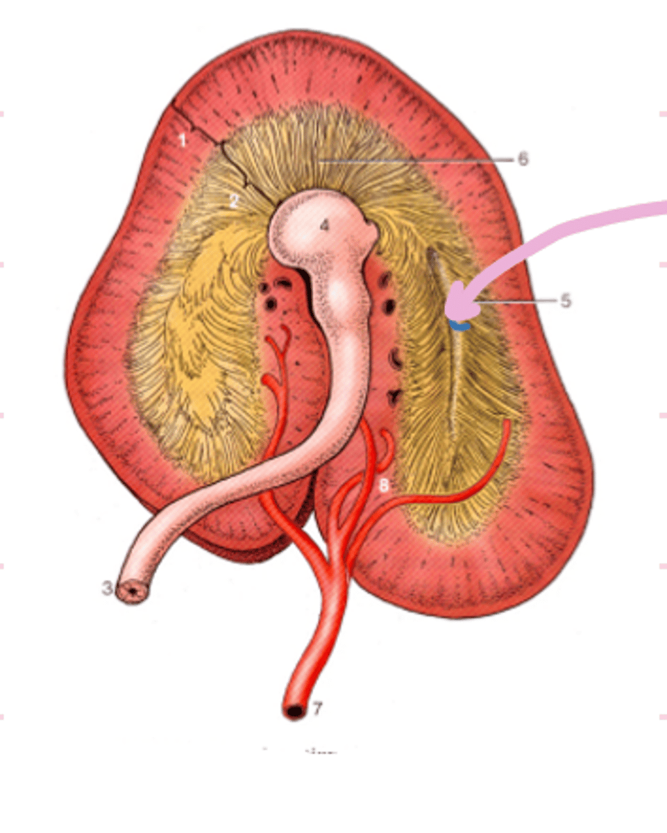 <p>What is indicated by arrow?</p>