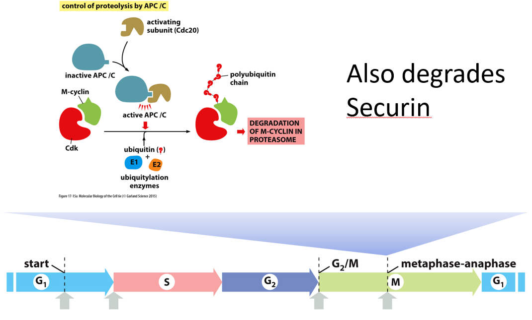 **APC**: anaphase-promoting complex

* APC is inactive during metaphase
* at end of metaphase, APC binds to **Cdc20** to form active **E3** complex (ubiquitin ligase)
* targets for **ubiquitination**/degradation: securins, cyclins, other cell-cycle proteins

\
\*securin degradation frees separase to degrade cohesin, allowing for chromosome segregation in anaphase