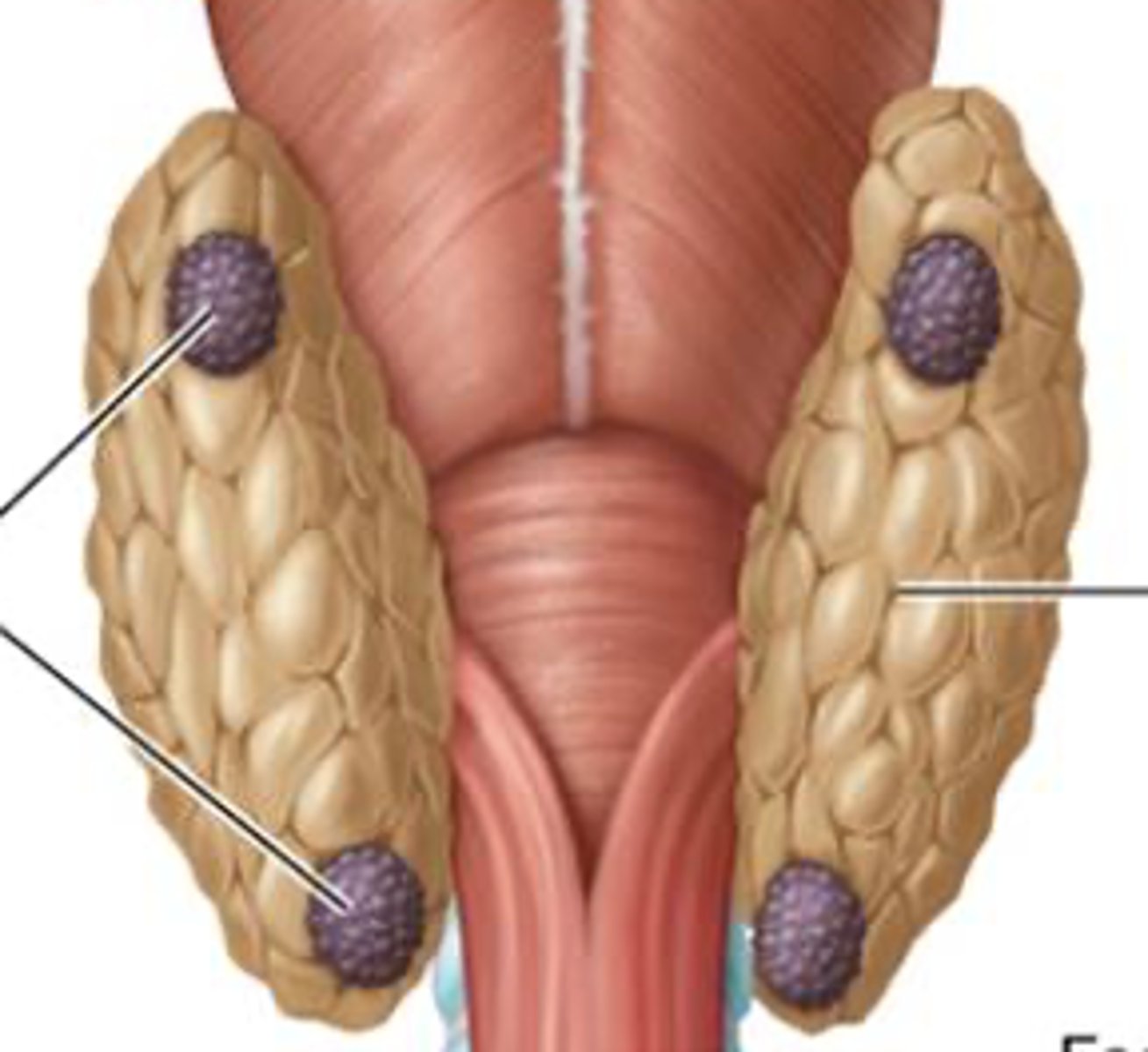 <p>3-5 separate glands on posterior surface of thyroid gland</p>