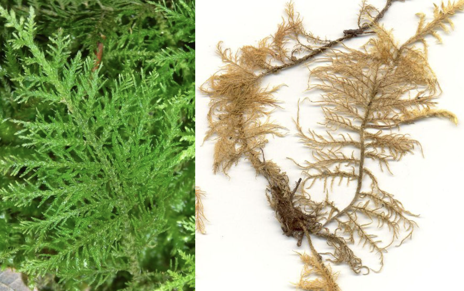 <p>Thuidium tamariscinum</p>