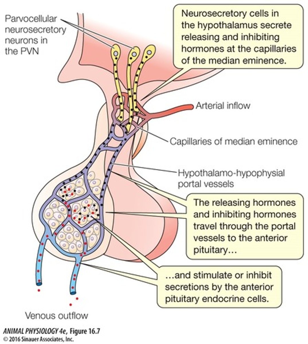 <p>neurosecretory cells in the hypothalamus secrete releasing and inhibiting hormones at capillaries of the median eminence, releasing/inhibiting hormones travel through the portal vessels to the anterior pituitary, they then stimulate or inhibit secretions by the anterior pituitary endocrine cells</p>
