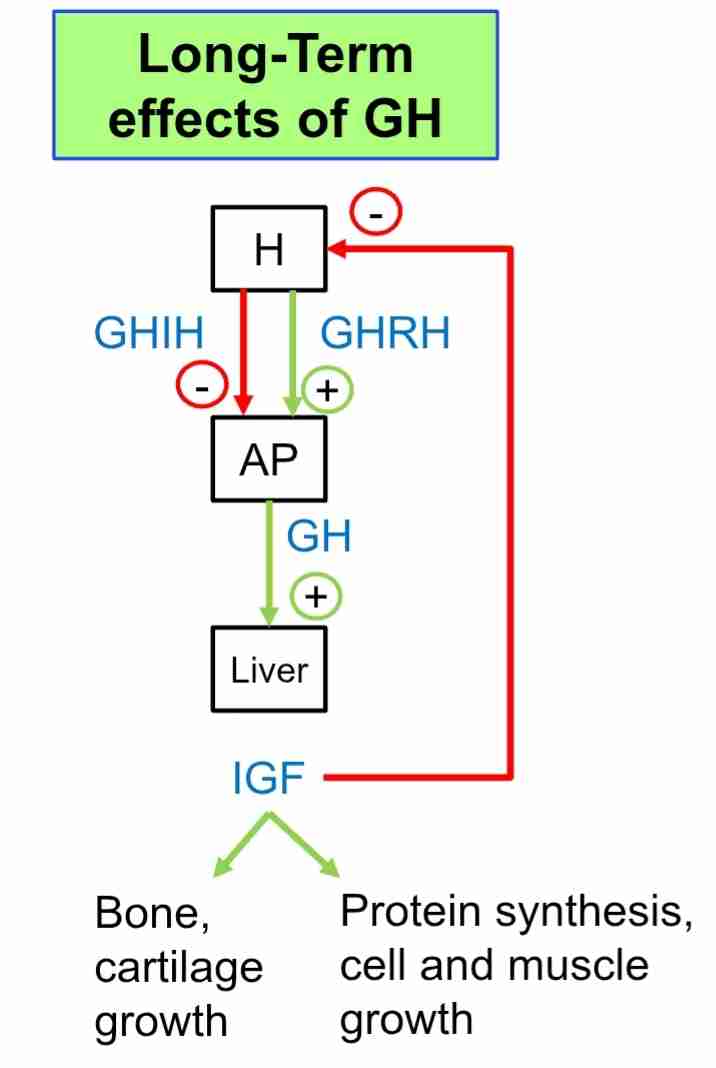 <p>Controlled by IGF Hormone. IGF stimulates bone, muscle, carilage, and cell growth as well as protein synthesis for tissue regeneration. </p>