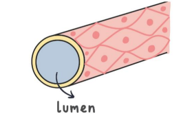<p>Capillaries have narrow lumen and diameters, large surface area, are branched and have slow blood flow to allow time for exchange.</p>