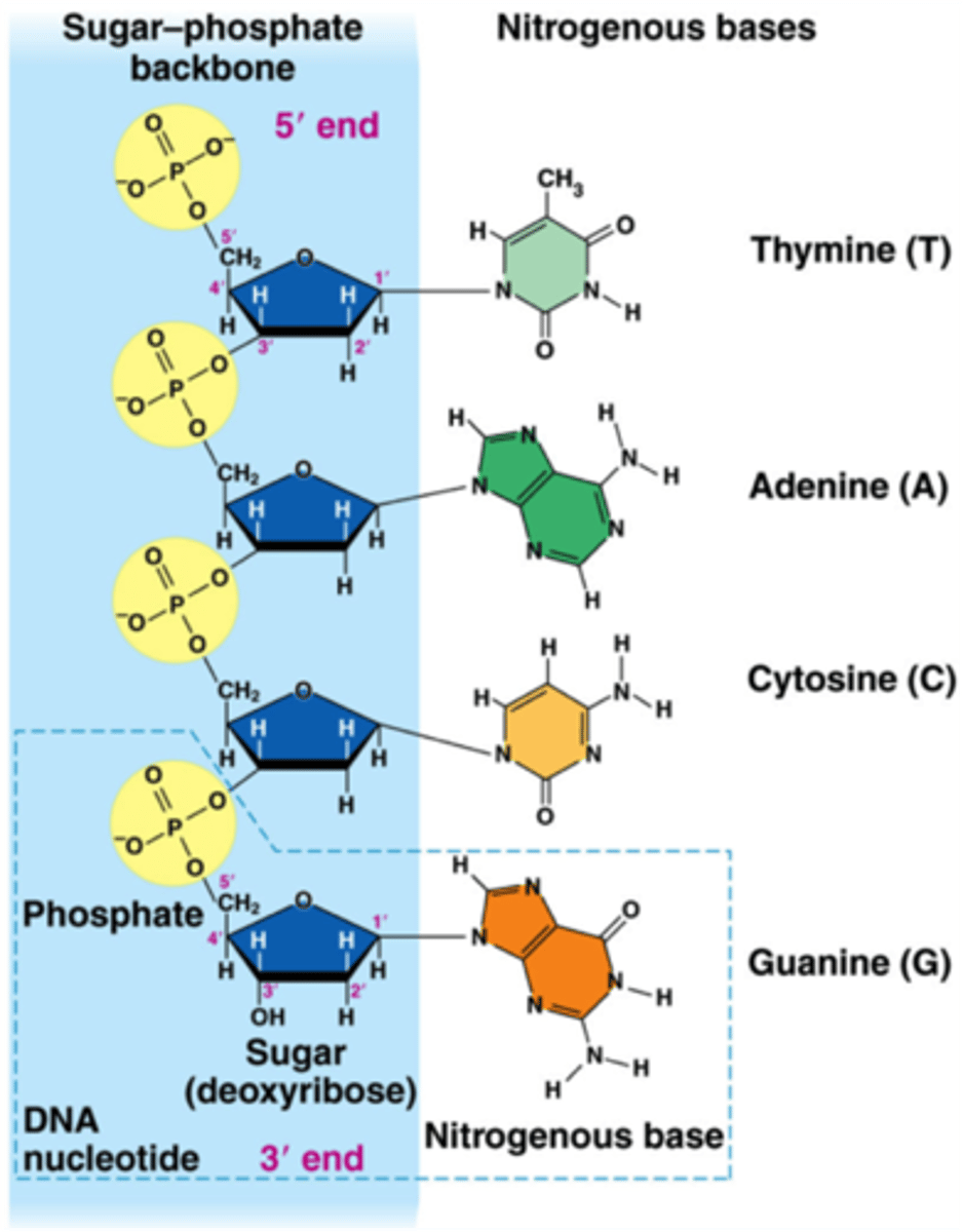 <p>sugars and phosphates of different nucleotides are linked by covalent bonds (phosphodiester bonds)</p>