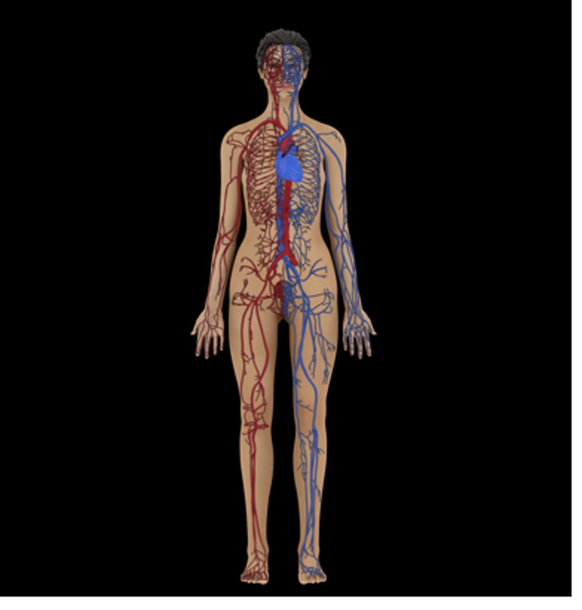 <p>A hollow, muscular organ that pumps blood throughout the body.</p>