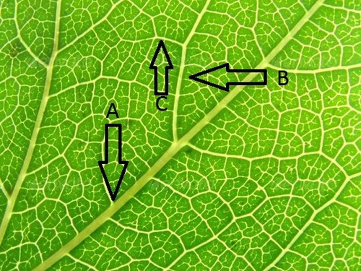 <p>B?</p>