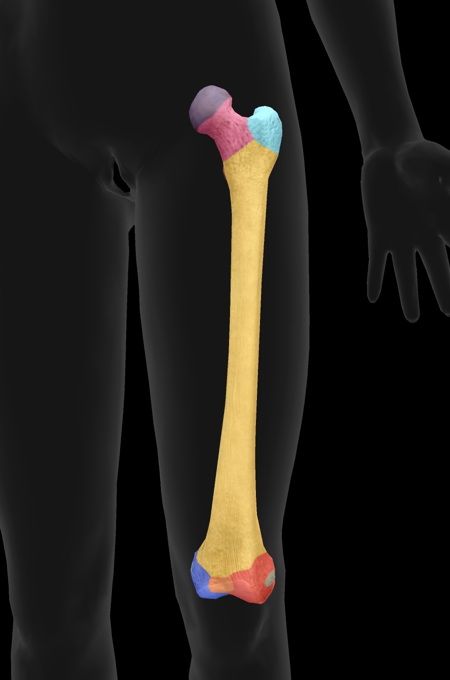<p>higher large bony prominence — site of muscle attachment on the proximal aspect of the bone</p><p></p><p>insertion: gluteus medius & gluteus minimus</p><p>origin: vastus lateralis </p>