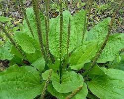 <p>What weed is this?</p>
