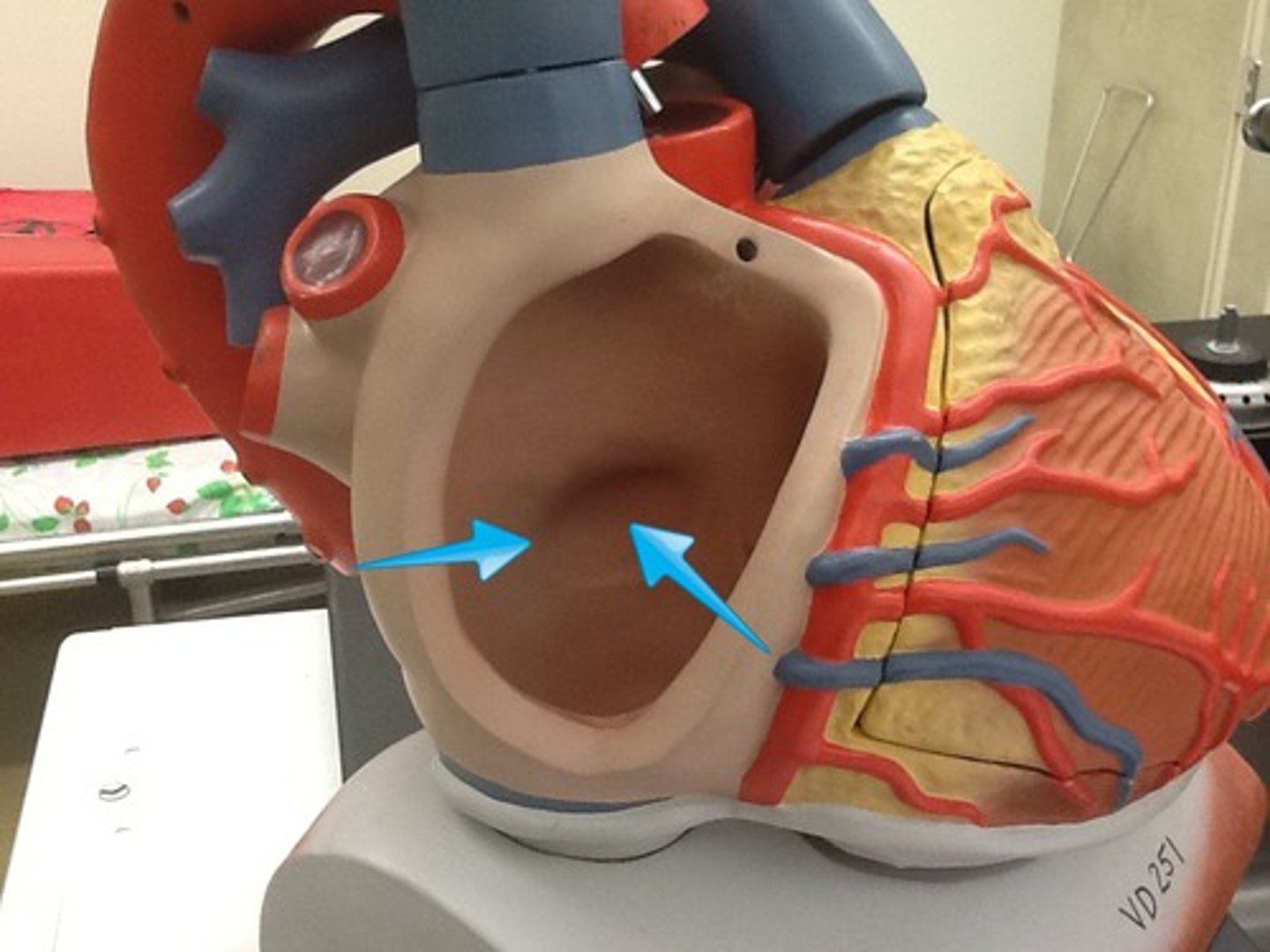 <p>remnant of foramen ovale of fetal heart, no function in adults</p>