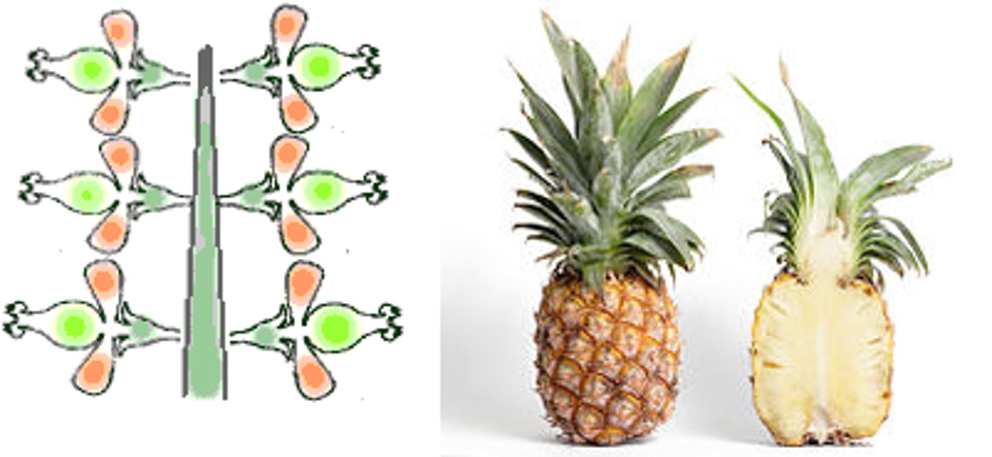 <p>Develops from many FLOWERS with many CARPELS</p>