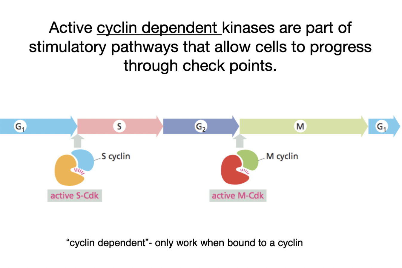 active CDKs
