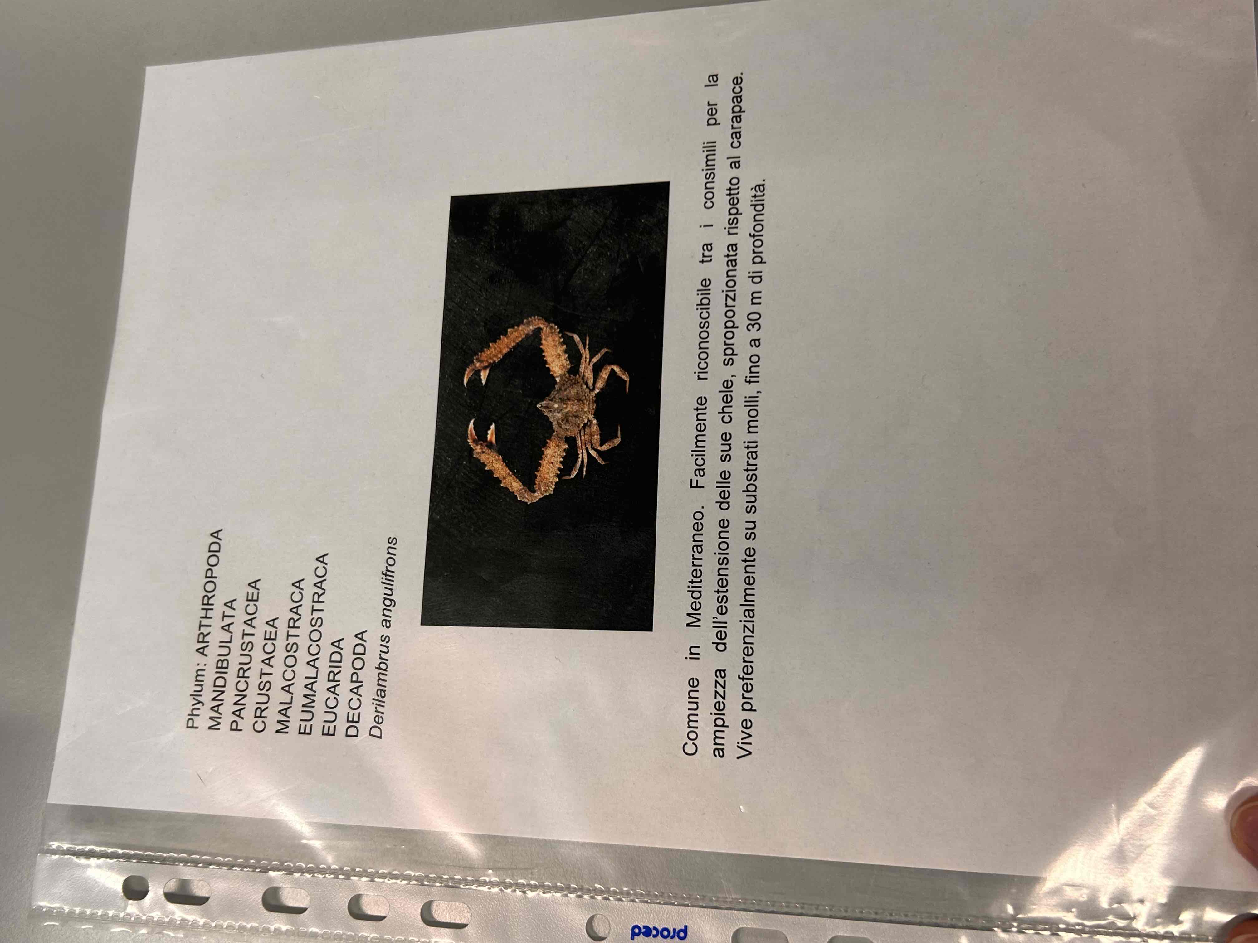 <p>Crostacei</p><p>Malacostraca</p><p>Eumalacostraca </p><p>Decapoda</p><p>Brachyura</p><p>Derilambrus angulifrons</p>