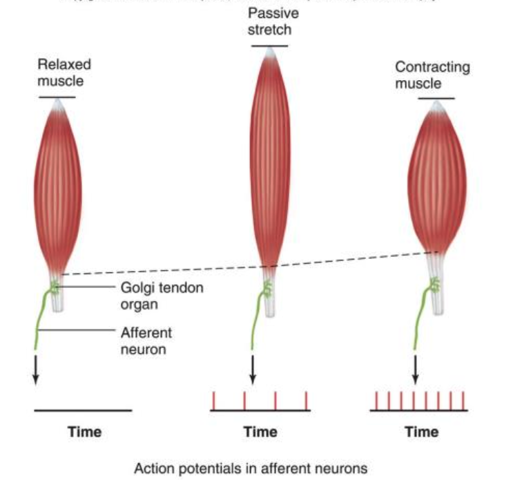 <p>infor on tension is transmitted through IIb afferents, reflex inhibition of antagonist alpha motor neurons at spinal level, no motor innervation</p>