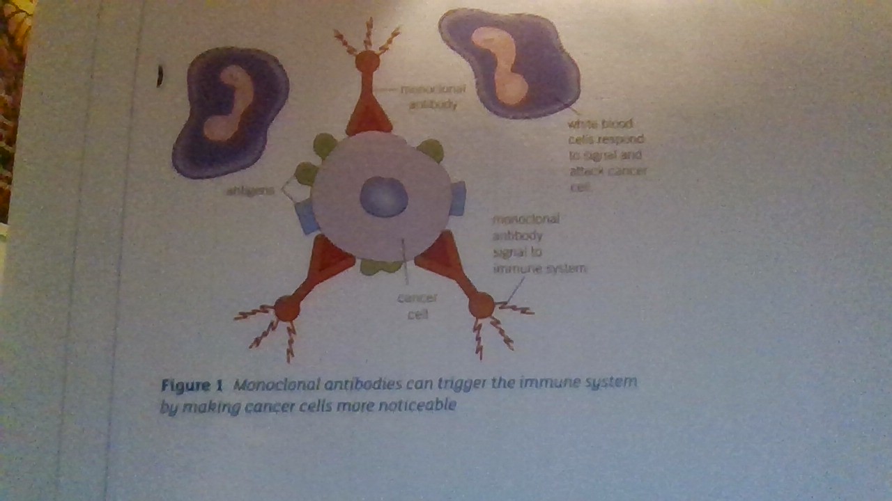 <p>more about monoclonal antibodies tpo</p>