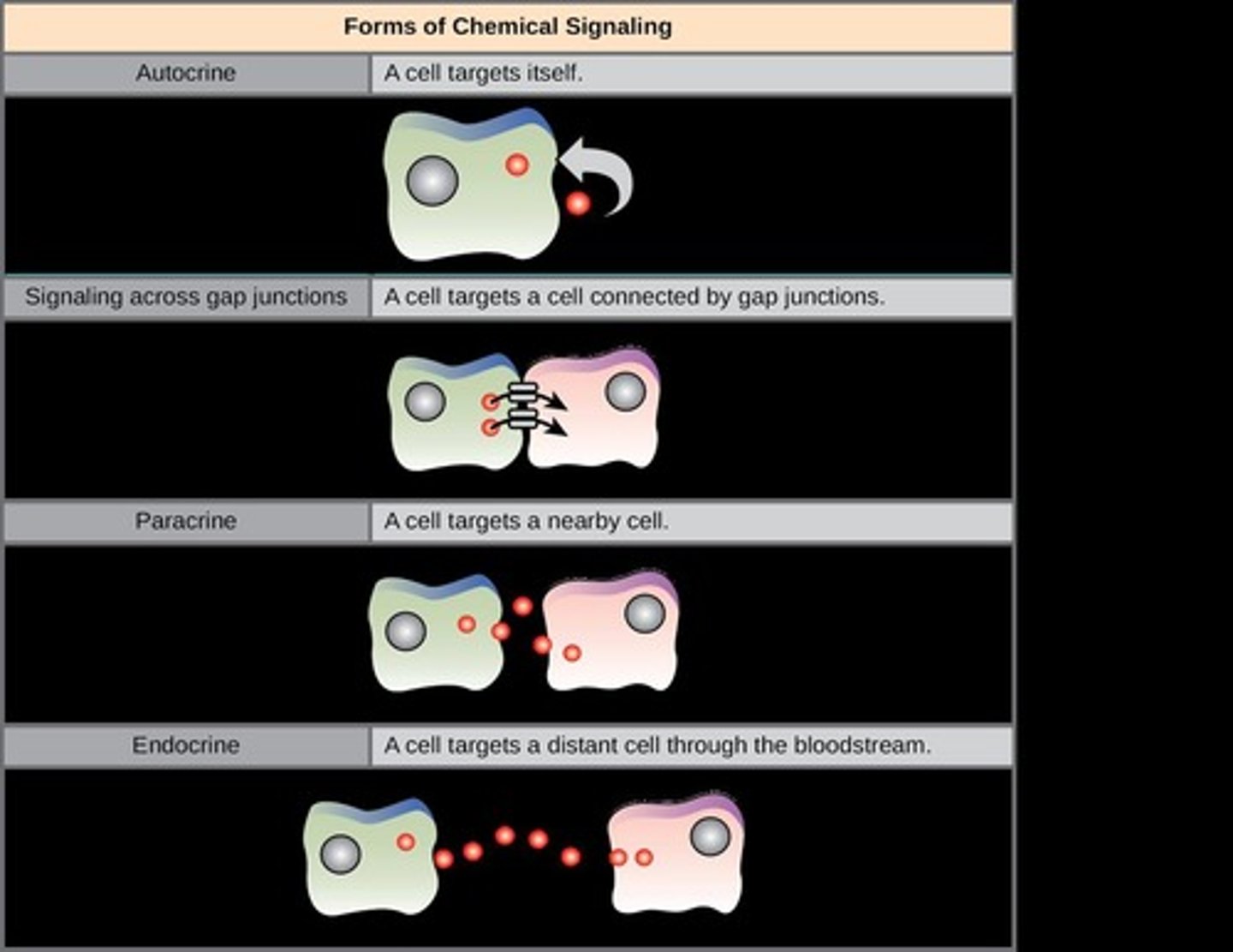 <p>Signaling where a cell targets nearby cells.</p>
