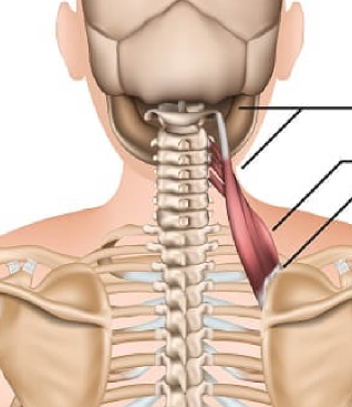 <p>O -atlas I -Superior angle of scapula PA -Elevates scapula</p>