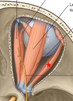 <p>ID/Describe this muscle</p>